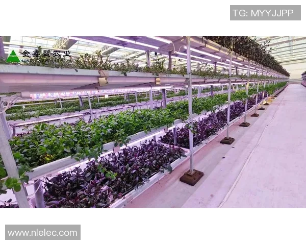 专业解析LNG市场的整体压制策略与未来发展趋势探讨